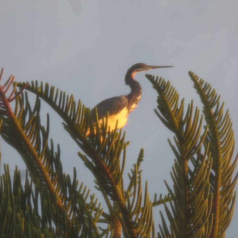 Meet your Posher, Summer Of Dreams!